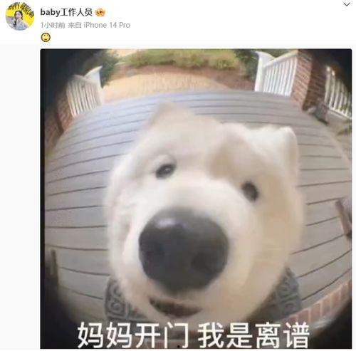 杨颖后援表情包,萌动瞬间，粉丝心中的甜蜜符号