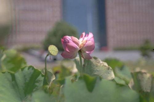 出淤泥而不染的图片