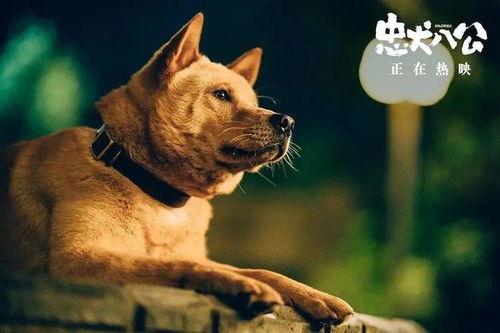 娱乐忠犬八公,感人至深的忠诚与永恒的等待