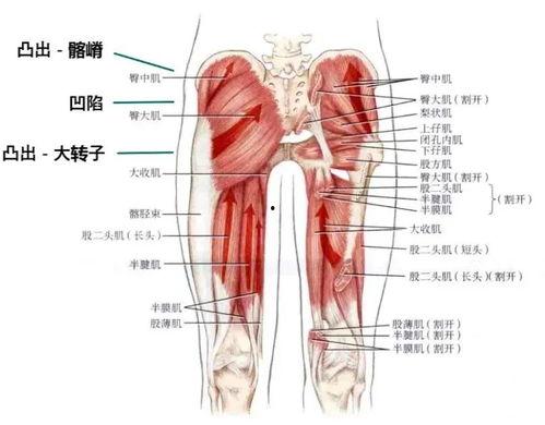 大腿根图片,人体美学与健康密码